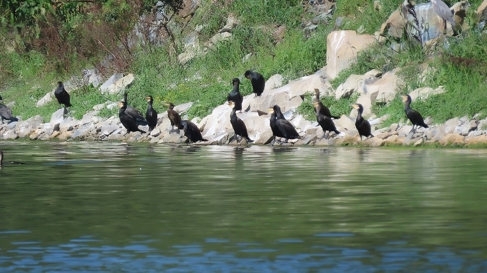 Invertarizacija__analiza_i_praćenje_stanja_diverziteta_ihtiofaune_i_ornitofaune_jezera_Modrac-transformed